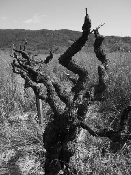 Old Hill Vineyard Ancient Vine