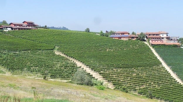 The Arborina Vineyard, La Morra  -  Elio Altare estate