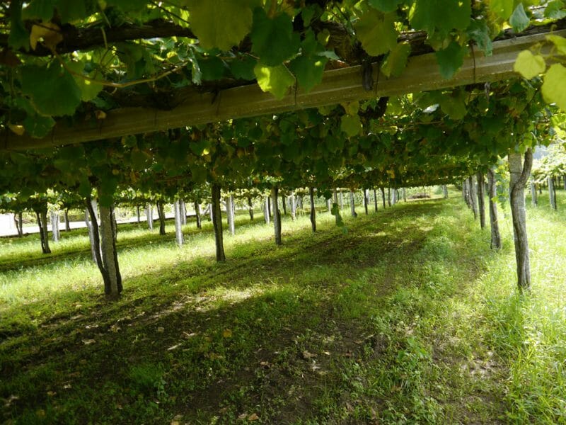 Albariño vines
<br>Photo by Steven Alexander