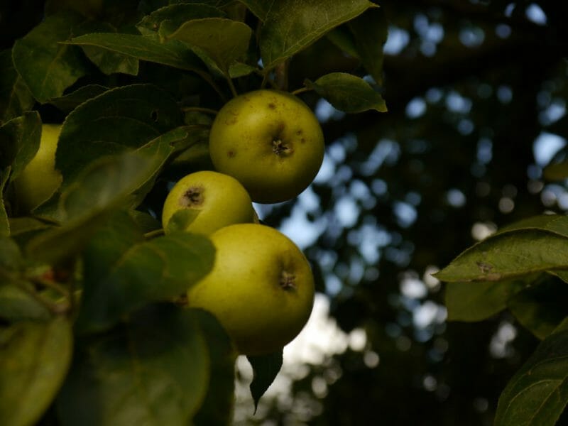 Apples
<br>Photo by Steven Alexander