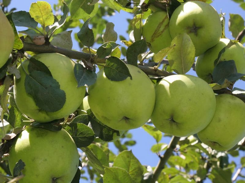 Apples on the tree