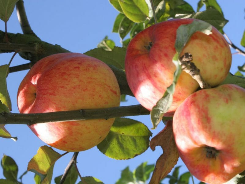 Apples on the tree