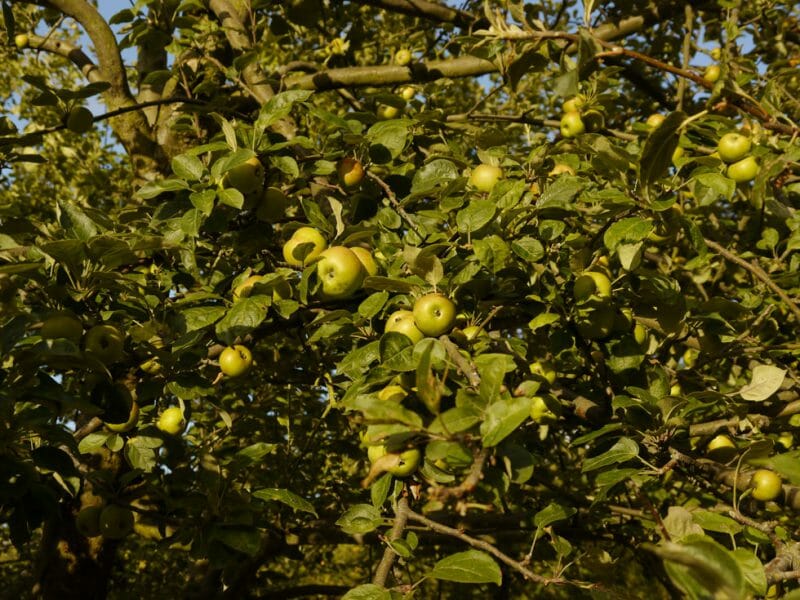 Apple tree
<br>Photo by Steven Alexander