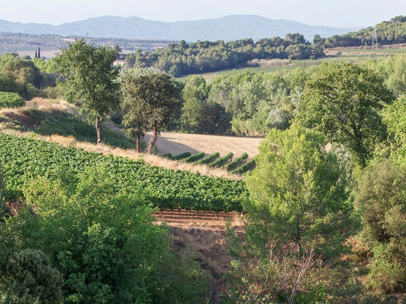 Can Fontanals, Penedès
<br>Photo by Zoe Dehmer