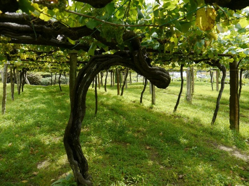 The Cepas Vellas vineyard
<br>Photo by Steven Alexander