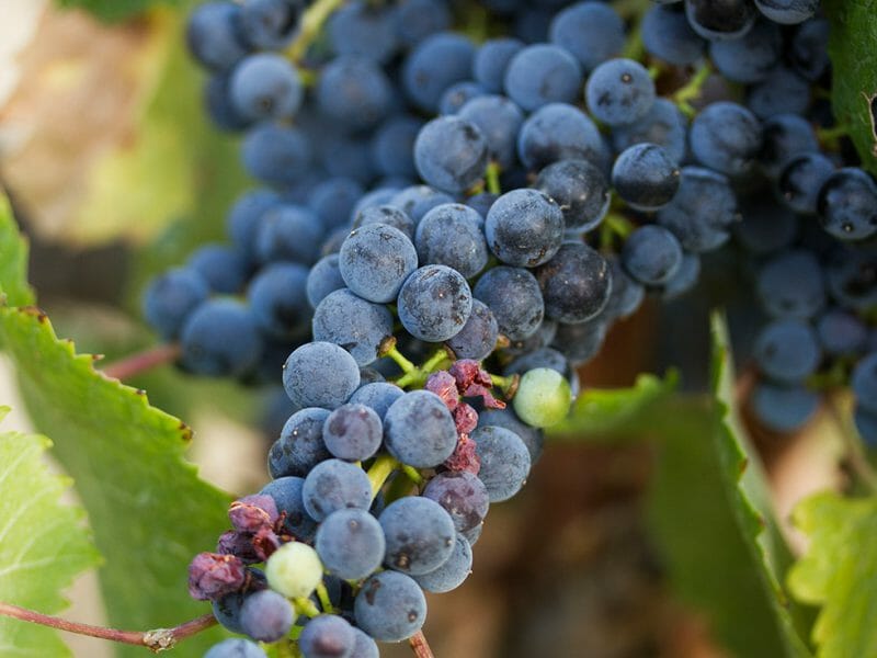 Graciano
<br>Photo by Zoe Dehmer