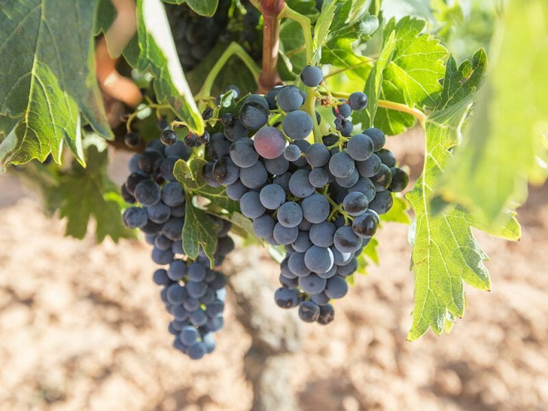 Tempranillo from the Valdelayegua vineyard
<br>Photo by Zoe Dehmer