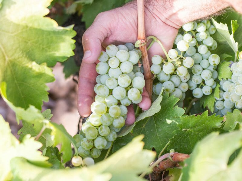 Albillo grapes
<br>Photo by Zoe Dehmer