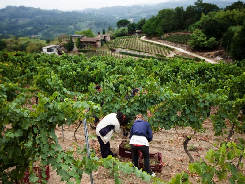Vineyard at harvest