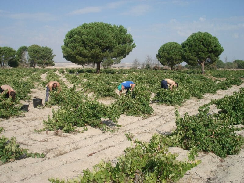 Harvest