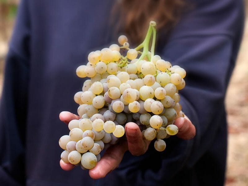 Grapes