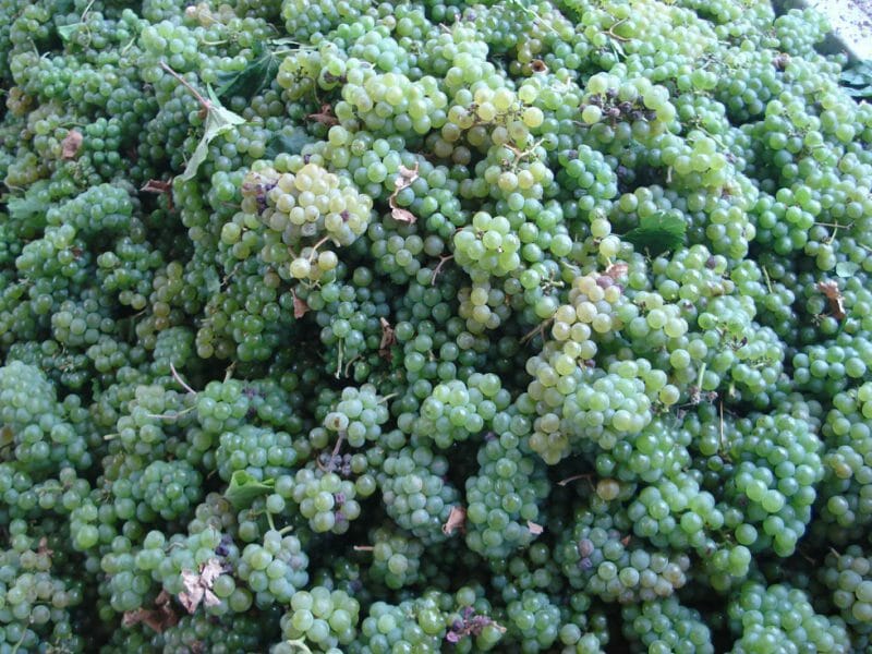 Harvested grapes