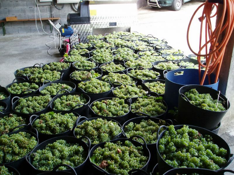 Harvest