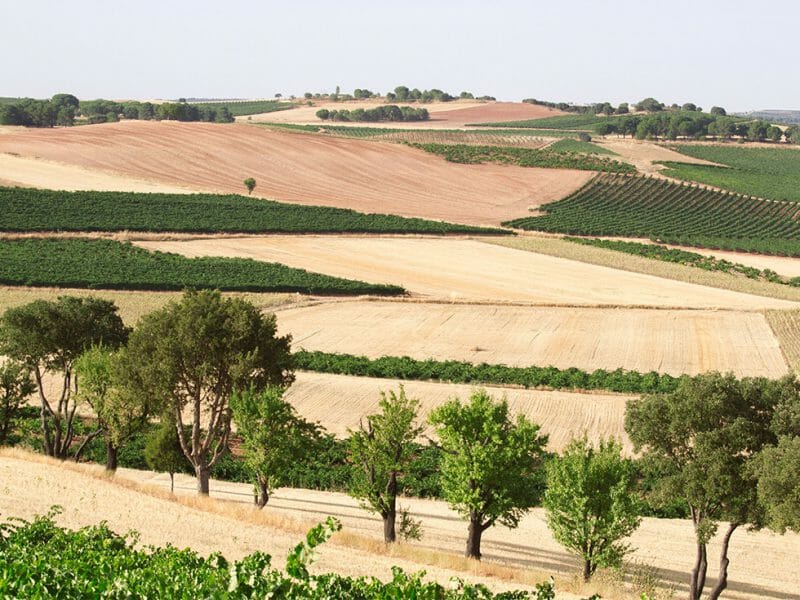 Ribera del Duero
<br>Photo by Zoe Dehmer