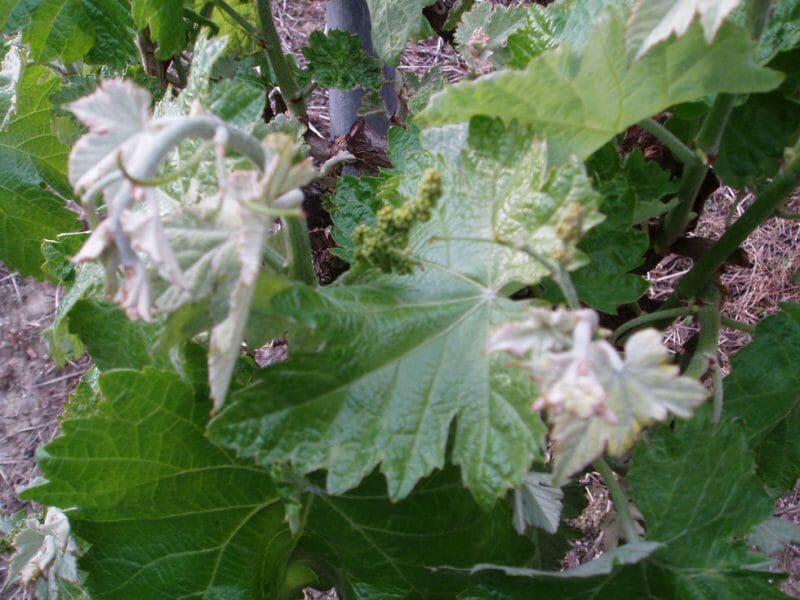 Leaves