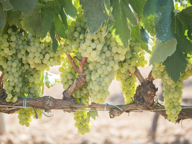 Macabeu vines
<br>Photo by Zoe Dehmer