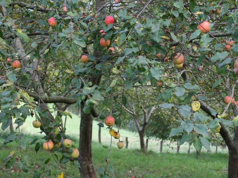 Orchard