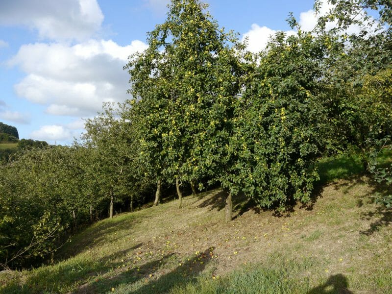 Orchard
<br>Photo by Steven Alexander