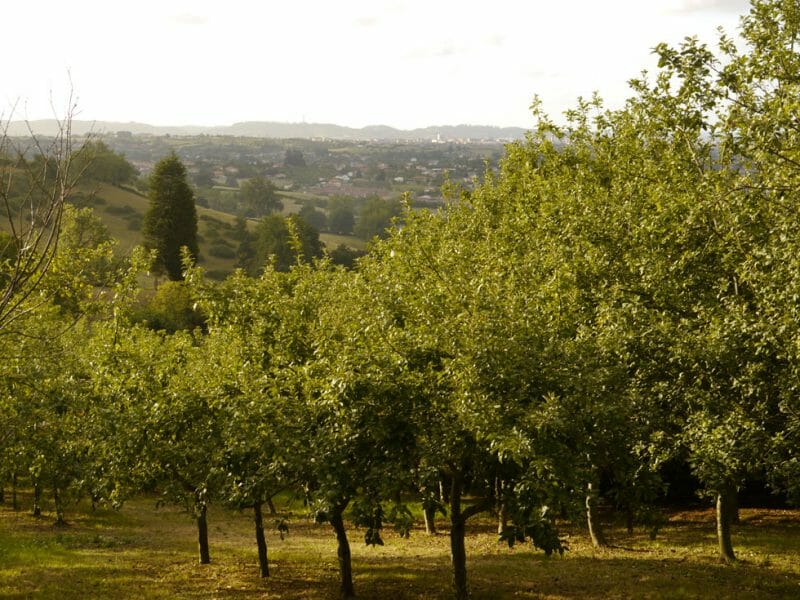 Orchard
<br>Photo by Steven Alexander