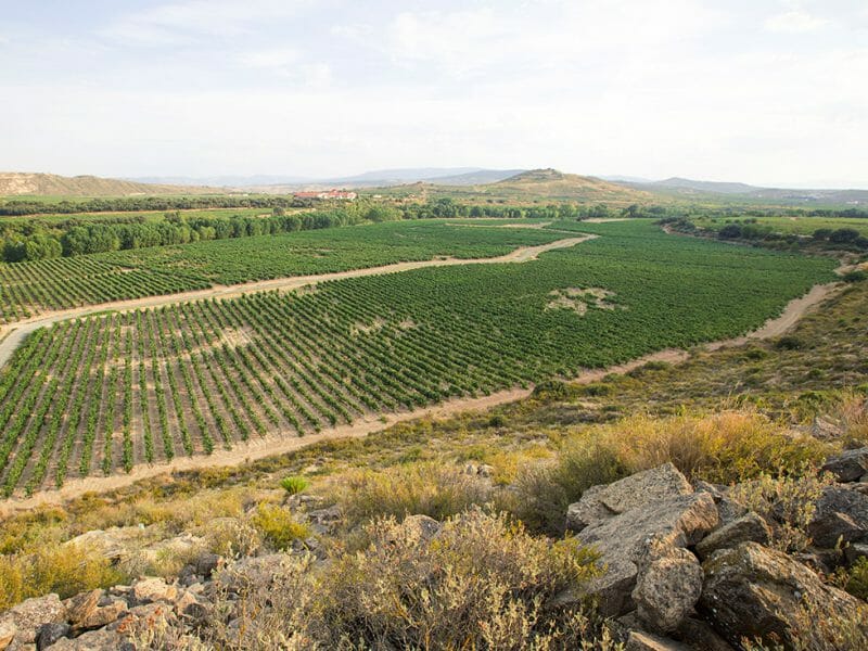 Orlegi vineyard
<br>Photo by Zoe Dehmer