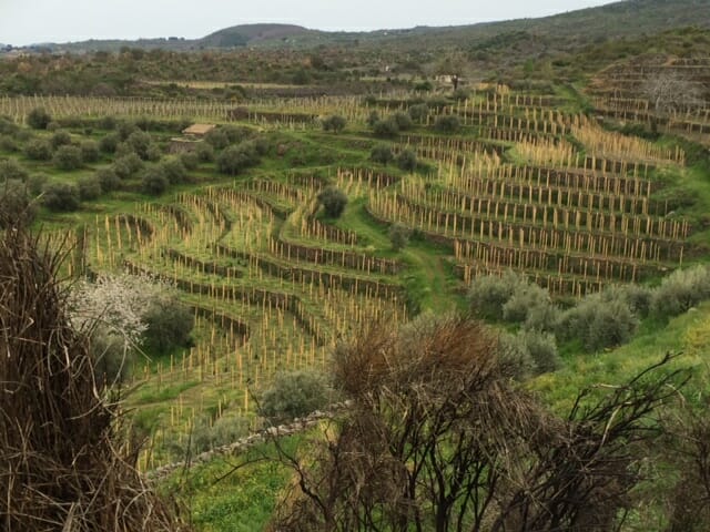 Santo Spirito Vineyard