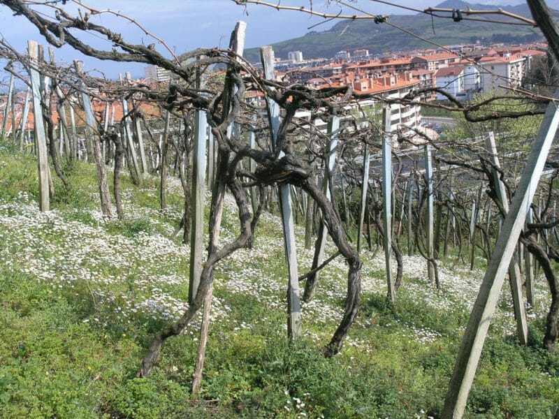 The Rubentis vineyard
<br>Photo by André Tamers