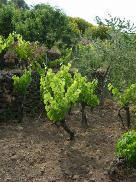 Old vines Nerello Mascalese - inter planted with olive trees