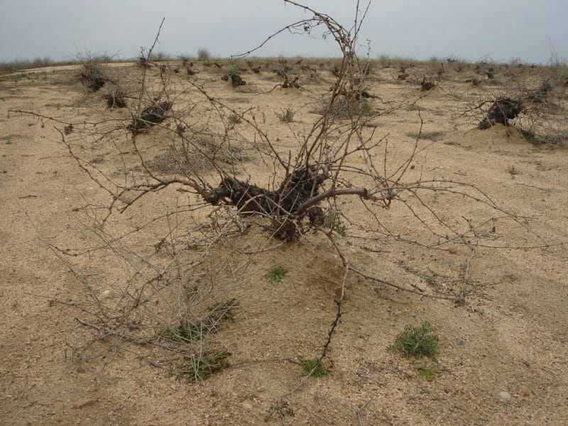 A vine