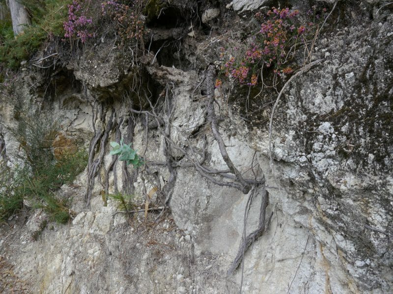Soil<br>Photo by Steven Alexander