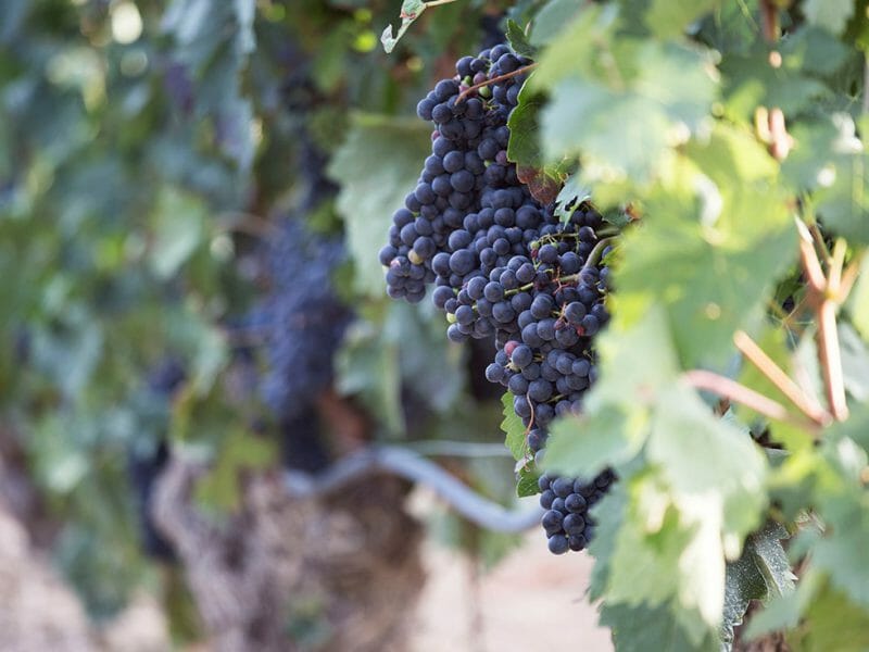 Tempranillo
<br>Photo by Zoe Dehmer