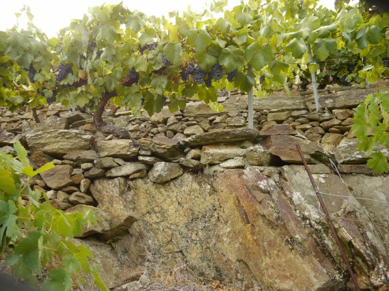Terraced vines<br>Photo by Steven Alexander