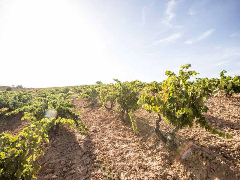Valdelayegua vineyard
<br>Photo by Zoe Dehmer