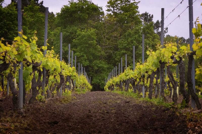 Vines at Viña Mein
<br>Photo by Pepe Franco