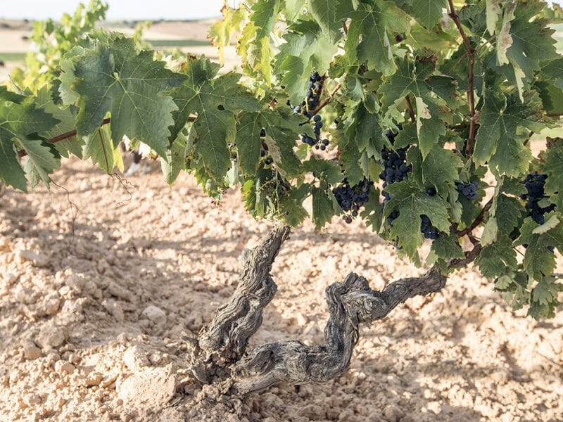 A vine in the Santa Cruz vineyard
<br>Photo by Zoe Dehmer
