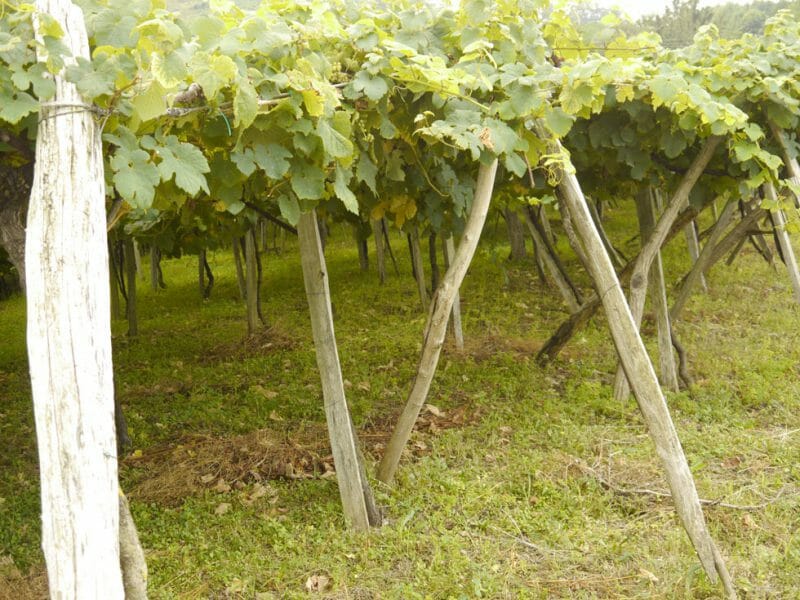 Vines
<br>Photo by Steven Alexander