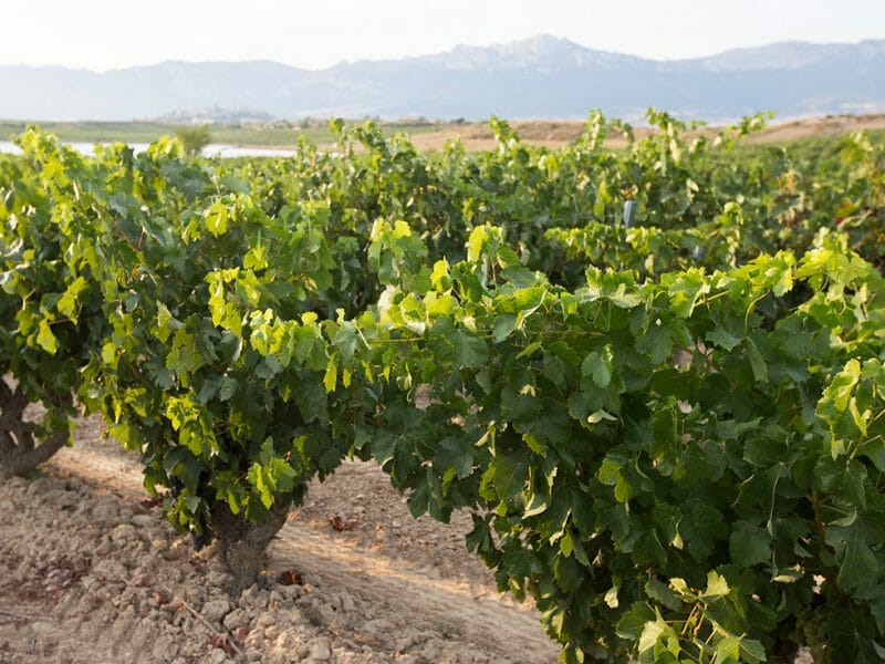 Vines
<br>Photo by Zoe Dehmer