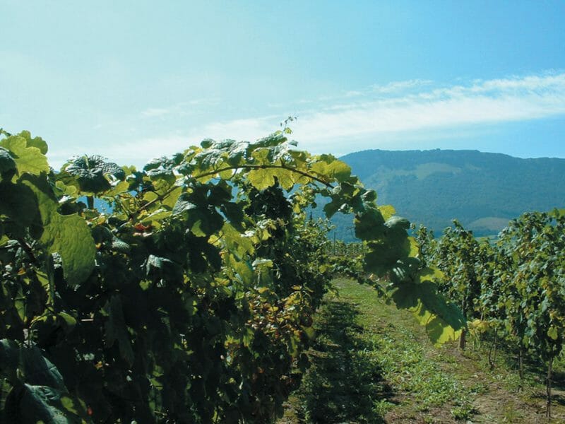 Vines
<br>Photo by Josu Ortuza