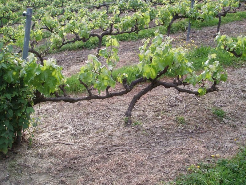 A vine