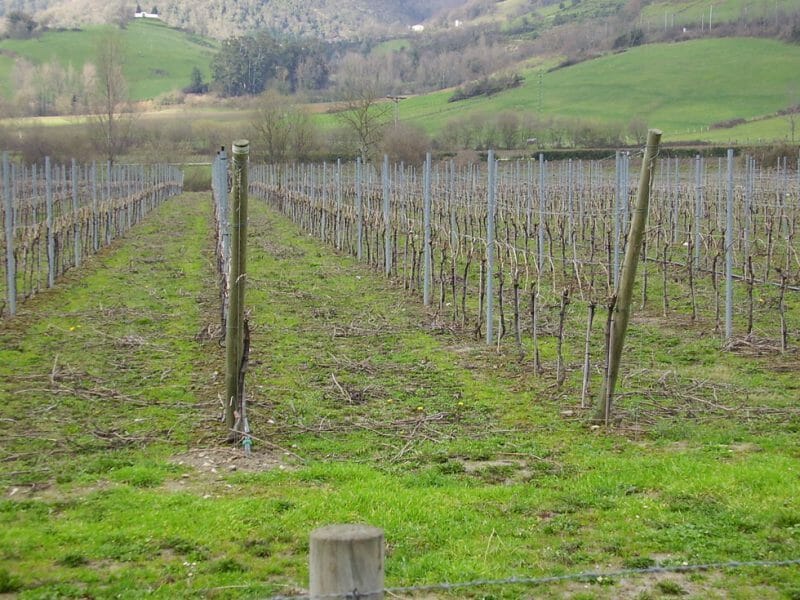 Vineyard
<br>Photo by Christopher Pataky