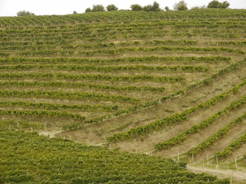Vineyard
<br>Photo by Steven Alexander