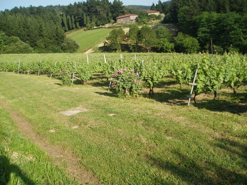 Vineyard