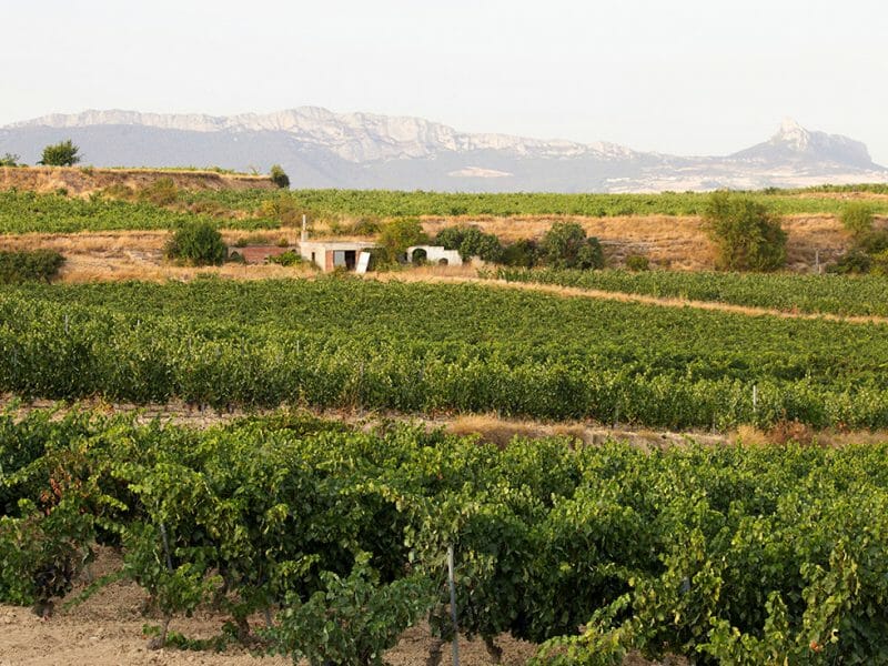 Vineyards
<br>Photo by Zoe Dehmer