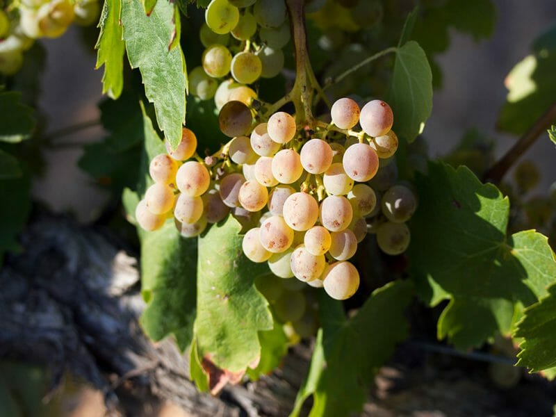 Xarello grapes
<br>Photo by Zoe Dehmer