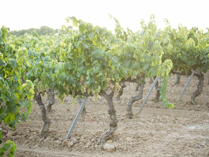 Xarello vines
<br>Photo by Zoe Dehmer